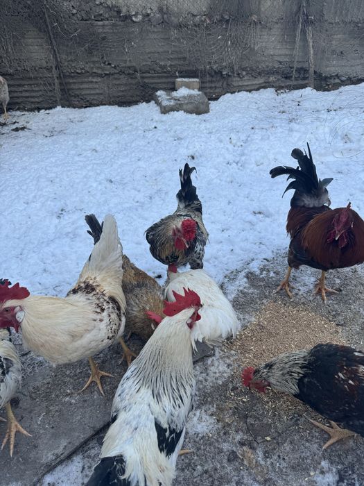 Продам питухов. .