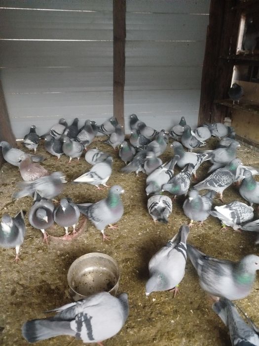 Vand porumbei voiajori