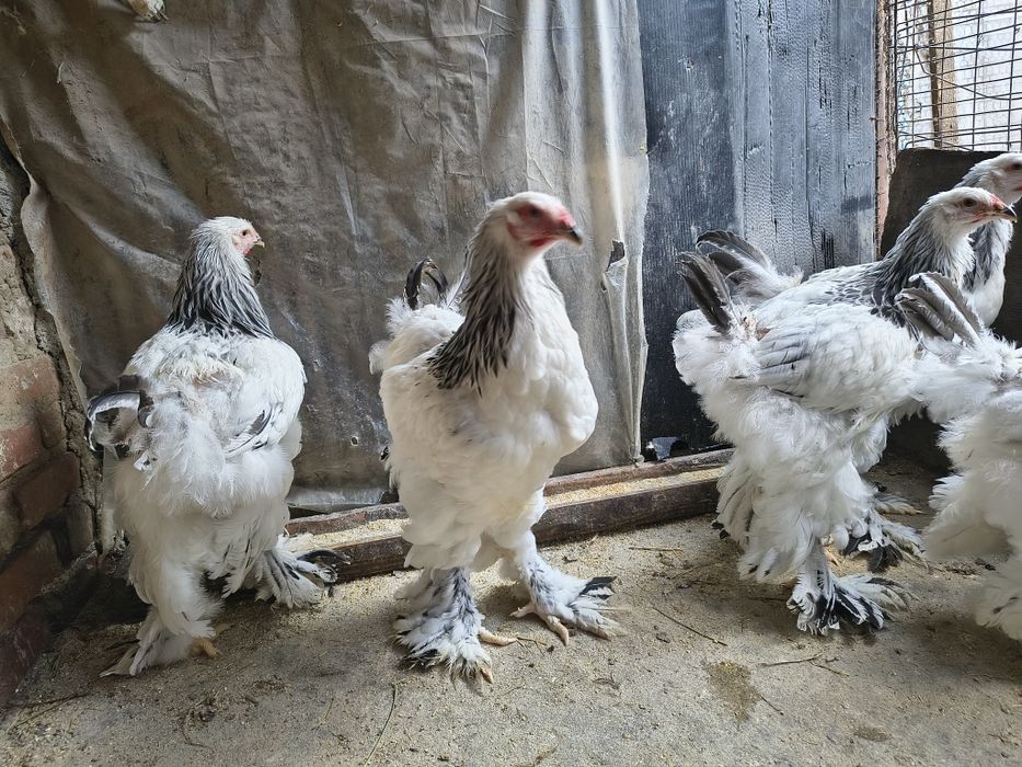 Vand cocosi brahma herminat și cochinchina galben uriaș