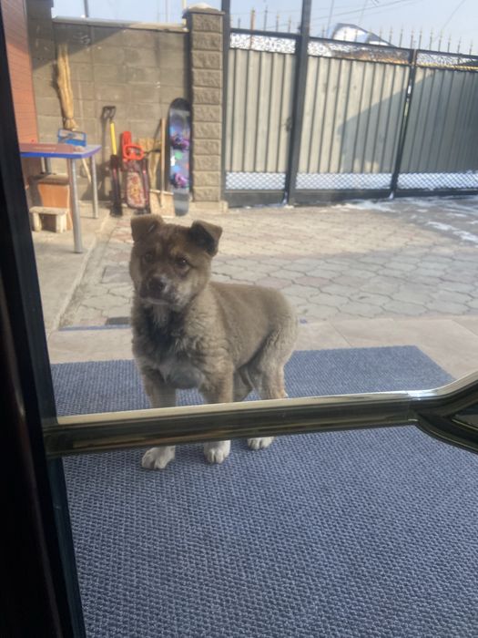 Красивая ласковая собачка