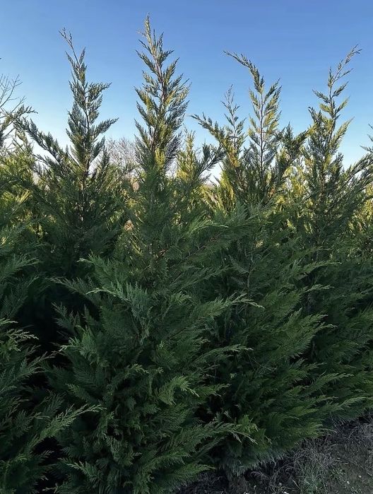 Leylandii de vânzare – ideal pentru gard viu.