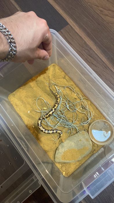 Кенийска пясъчна боа мъжка и женска !!!