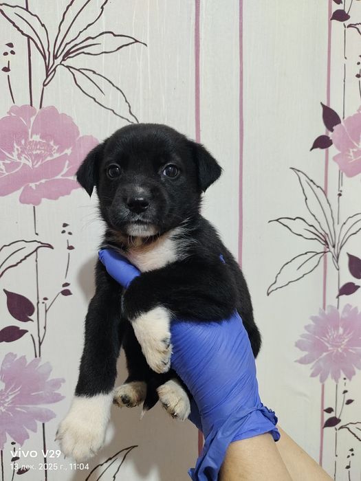 Ищем дом для щенков!