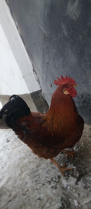 Продаю петуха за 2000