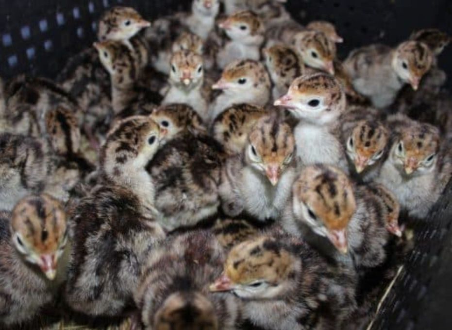 Запись на начала мая индюшата