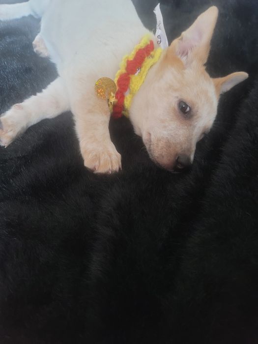 Отдам даром добрым людям