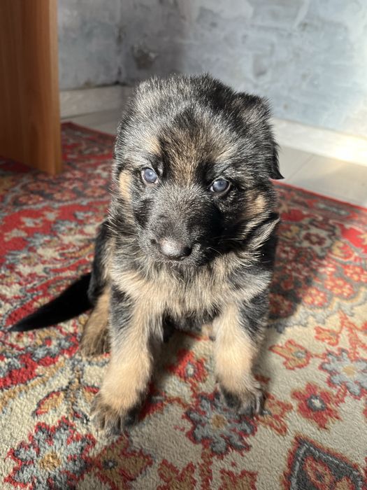 Щенки немецкая овчарка