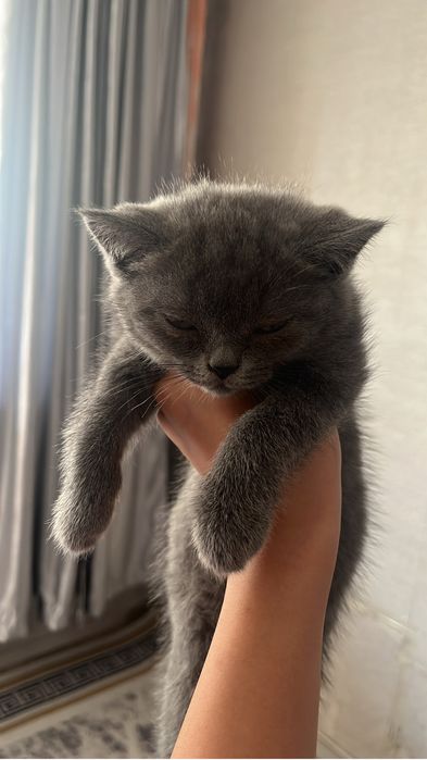 британский котик