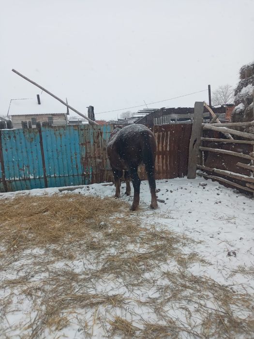 Продам кобылу...