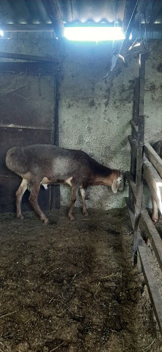 Арашан кошкарлар
