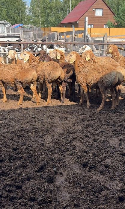 Кошкарчики в продаже