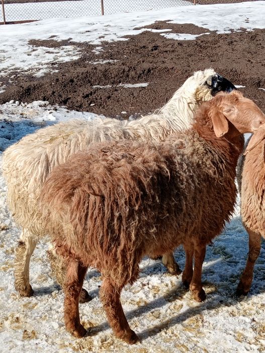 Семіз шібіштер,тоқтылар сатылады.