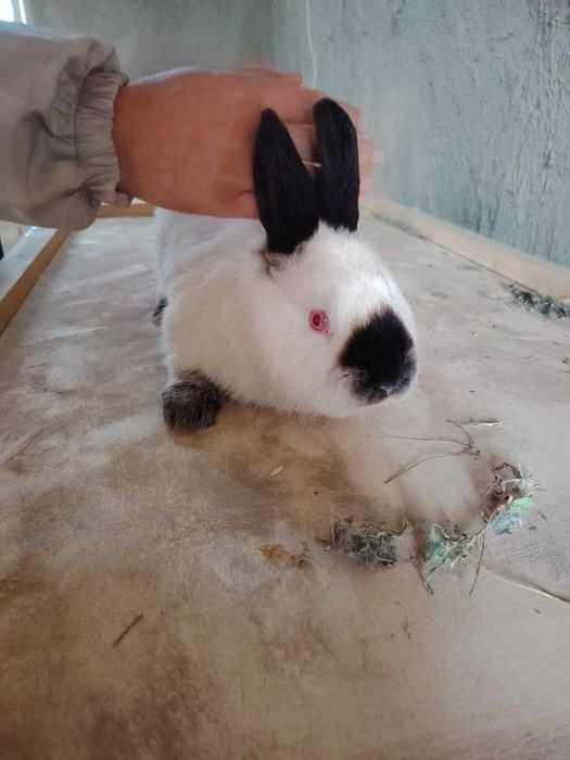 Kaliforniya quyonlari sotiladi