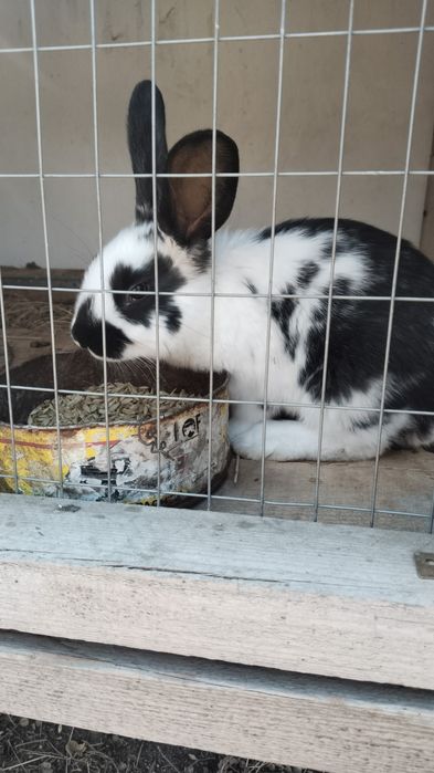 Продам кроликов пестрый