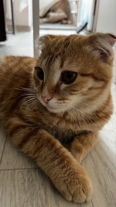 Вислоухи Шотландский котик