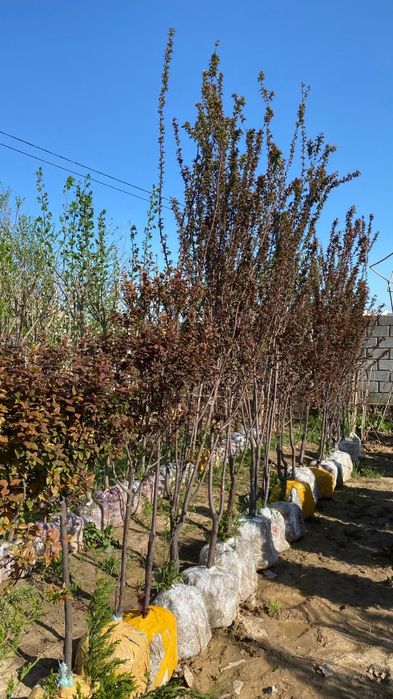 Саженцы, кошеттер Акция