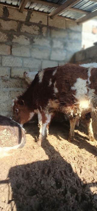 Баспактар сатылады 400 000 тг .