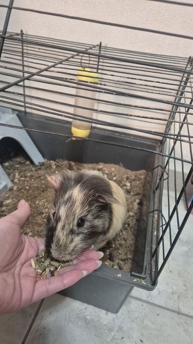 Морская свинка мальчик