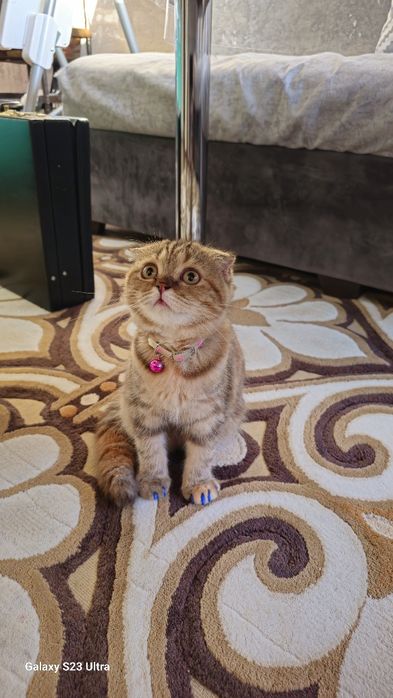 Skottish fold mushuk