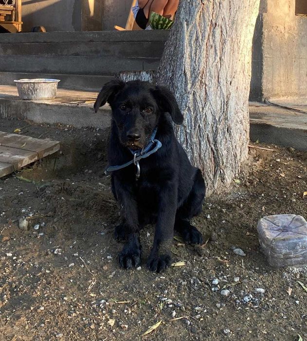 Пропала черная собака