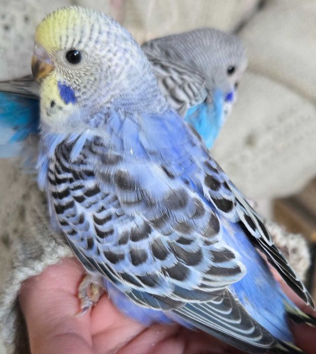 Волнистый попугайчик волнистый попугай