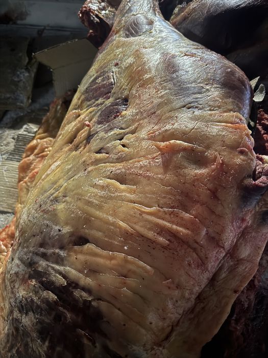 Согым семиз бие, байтал 3200 тг