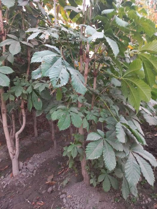 Каштан кучатлари