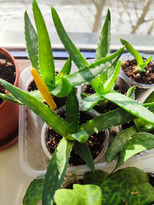 Продам комнатные цветы