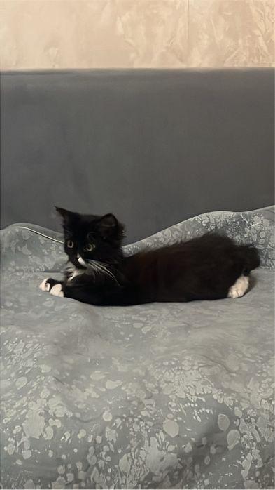 отдам кота в хорошие руки