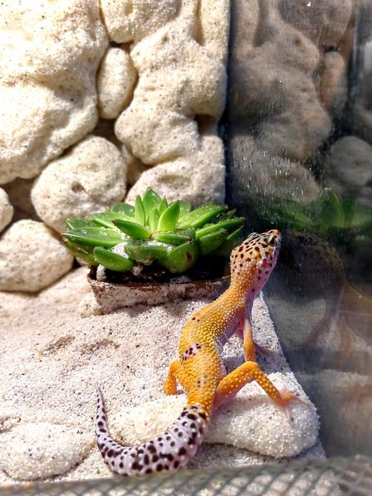 Terariu cu gecko leopard