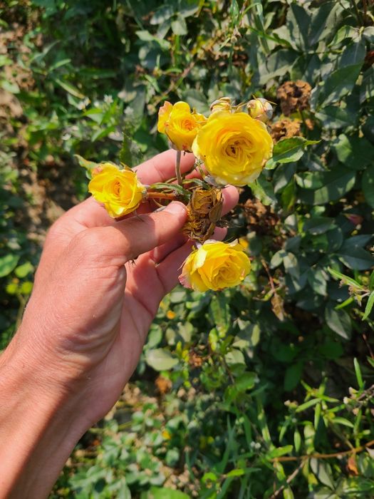 Атргул оптом гарантия