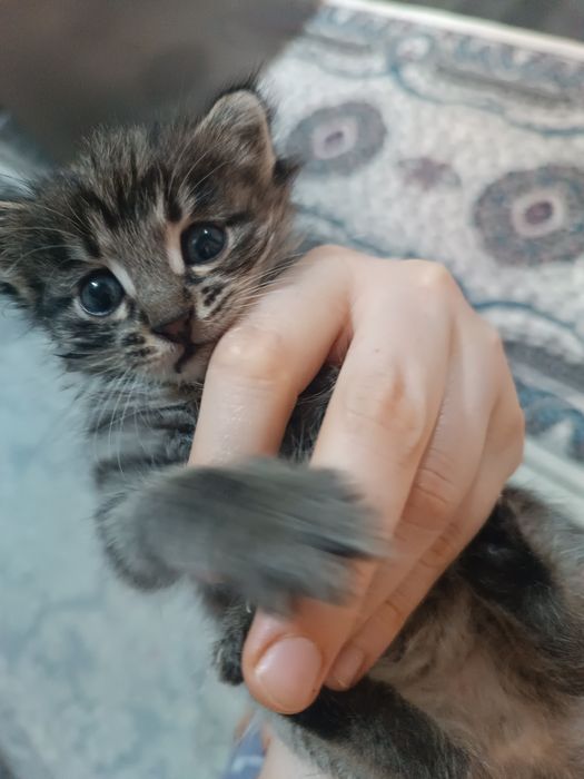 Мушукча, котёнок