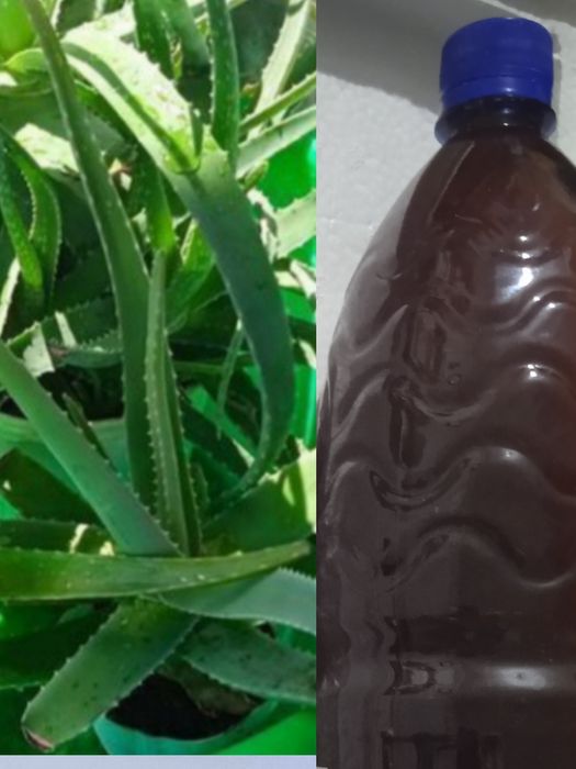 Лекарственные растения