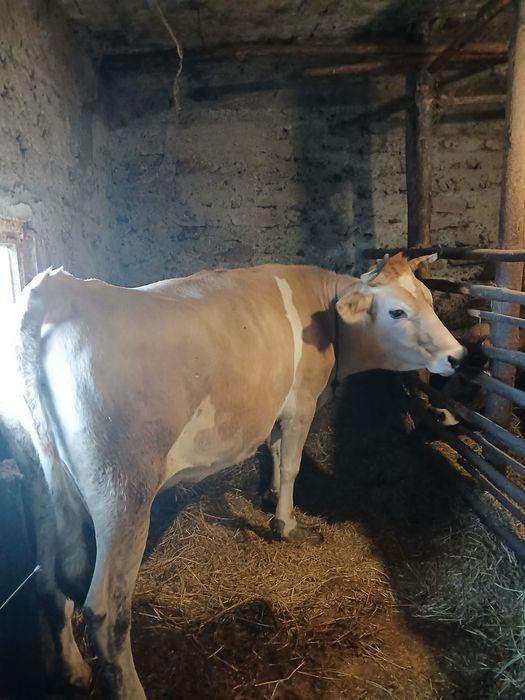 Продавам крава за месо