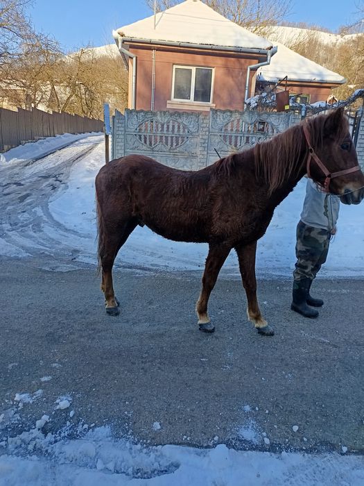 Vând sau schimb cu juninca sau vaca
