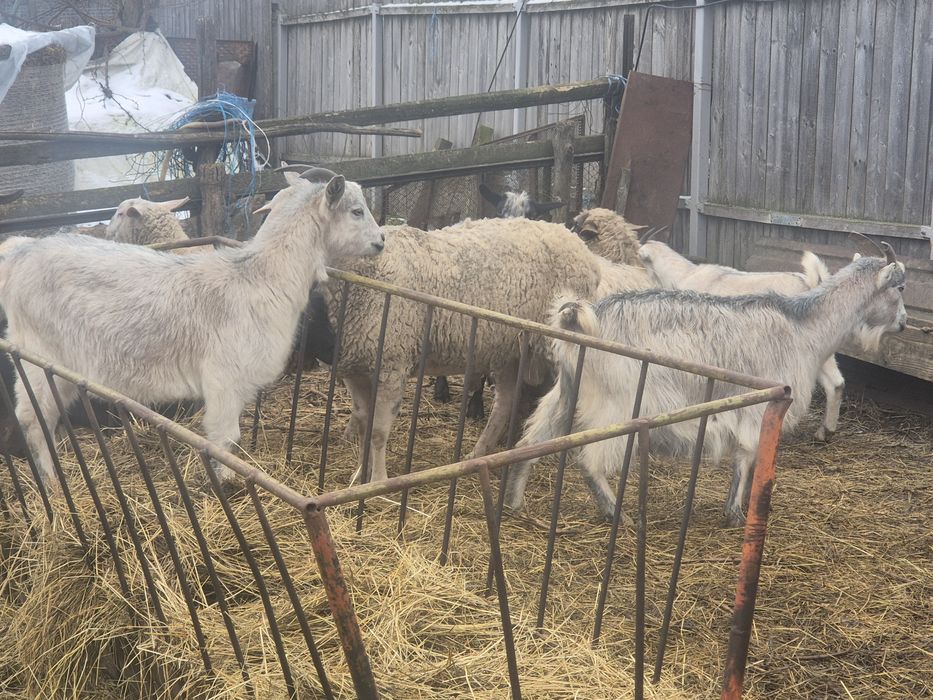 Vand      capre gestante