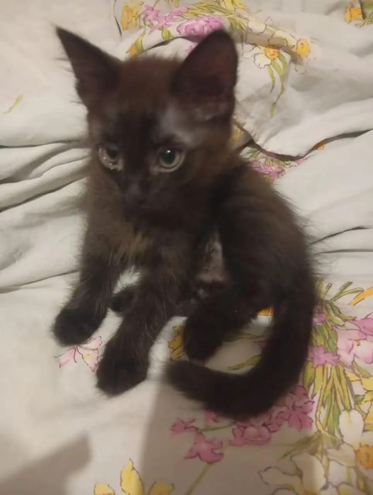 Отдам котенка девочку