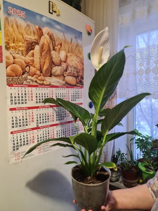 Женское счастье цветок