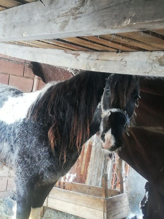 Продам 9 молодого 9 жеребца