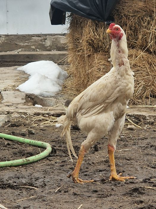 Петух  дакан белый