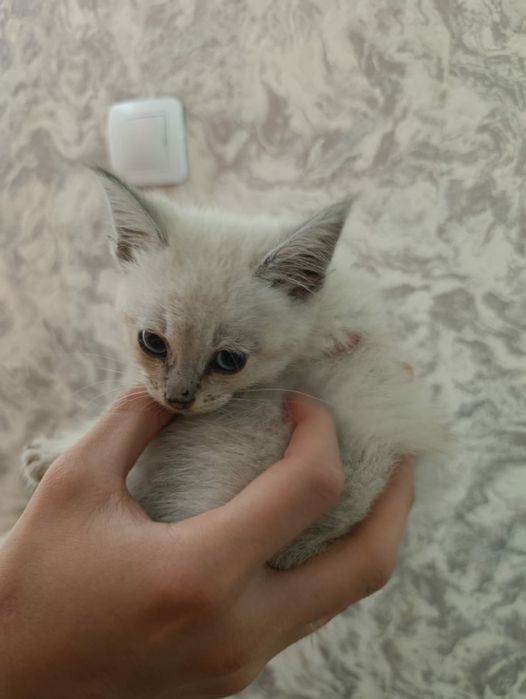 Котенок        .