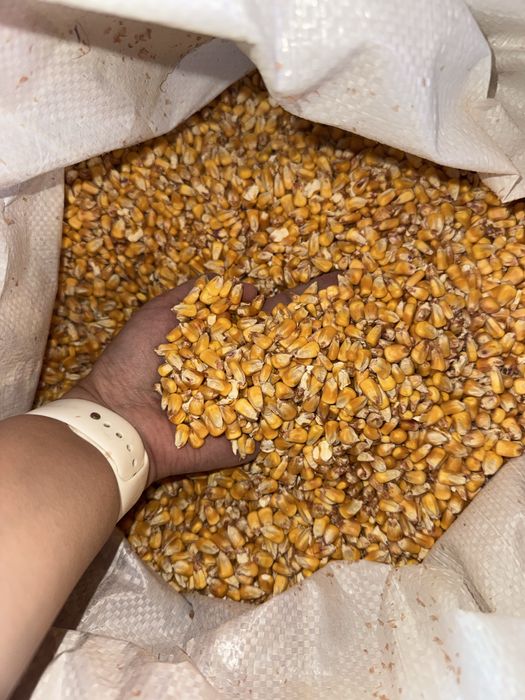 Продам кормовую кукурузу