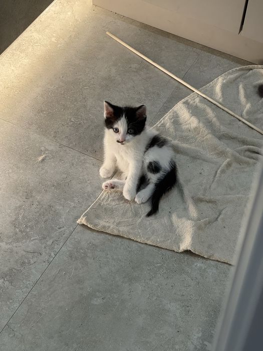 Отдам котенка в добрые руки