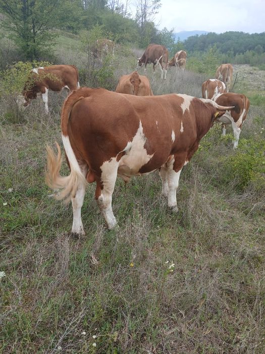 Vând Taur și vaca cu vital