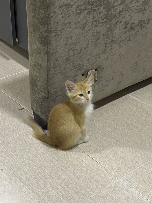 Катенок 2 месяца