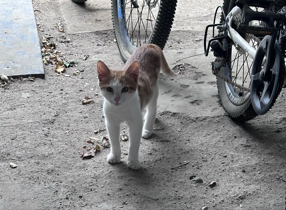 Котенок мальчик в хорошие руки