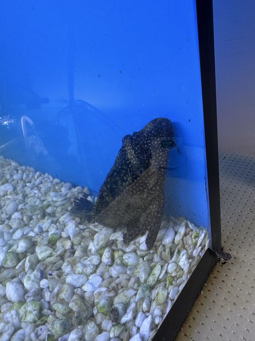 Чистильщик 20 см