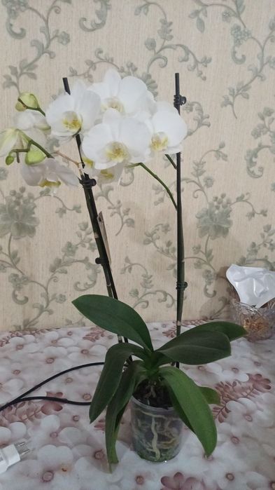 Белоснежная орхидея