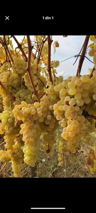 Vând struguri de vin livarm la domiciliu clientului