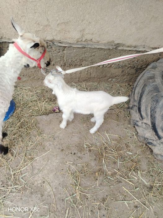 Лақ сатылады тез арада